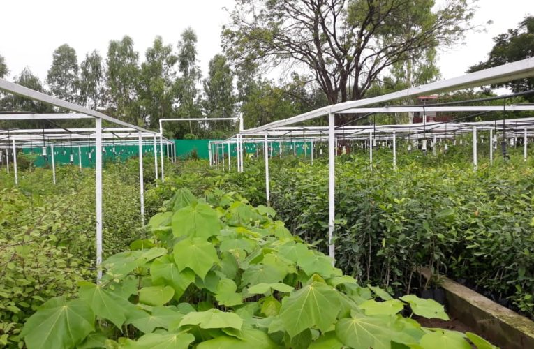 वन विभाग की नर्सरी में साढ़े 12 लाख तैयार